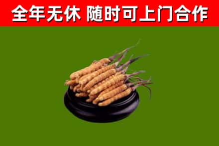 桓仁回收冬虫夏草