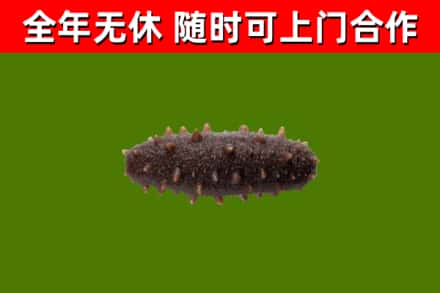 桓仁回收海参干